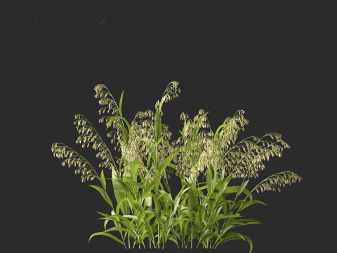 Avena sativa - Oat 3D-Modell