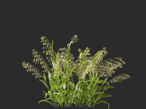 Avena sativa - Oat 3D Model