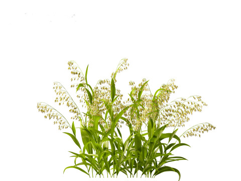 Avena sativa - Oat 3D-Modell