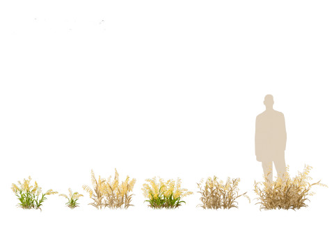 Avena sativa - Oat 3D-Modell