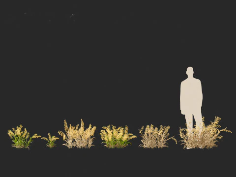 Avena sativa - Oat 3D Model