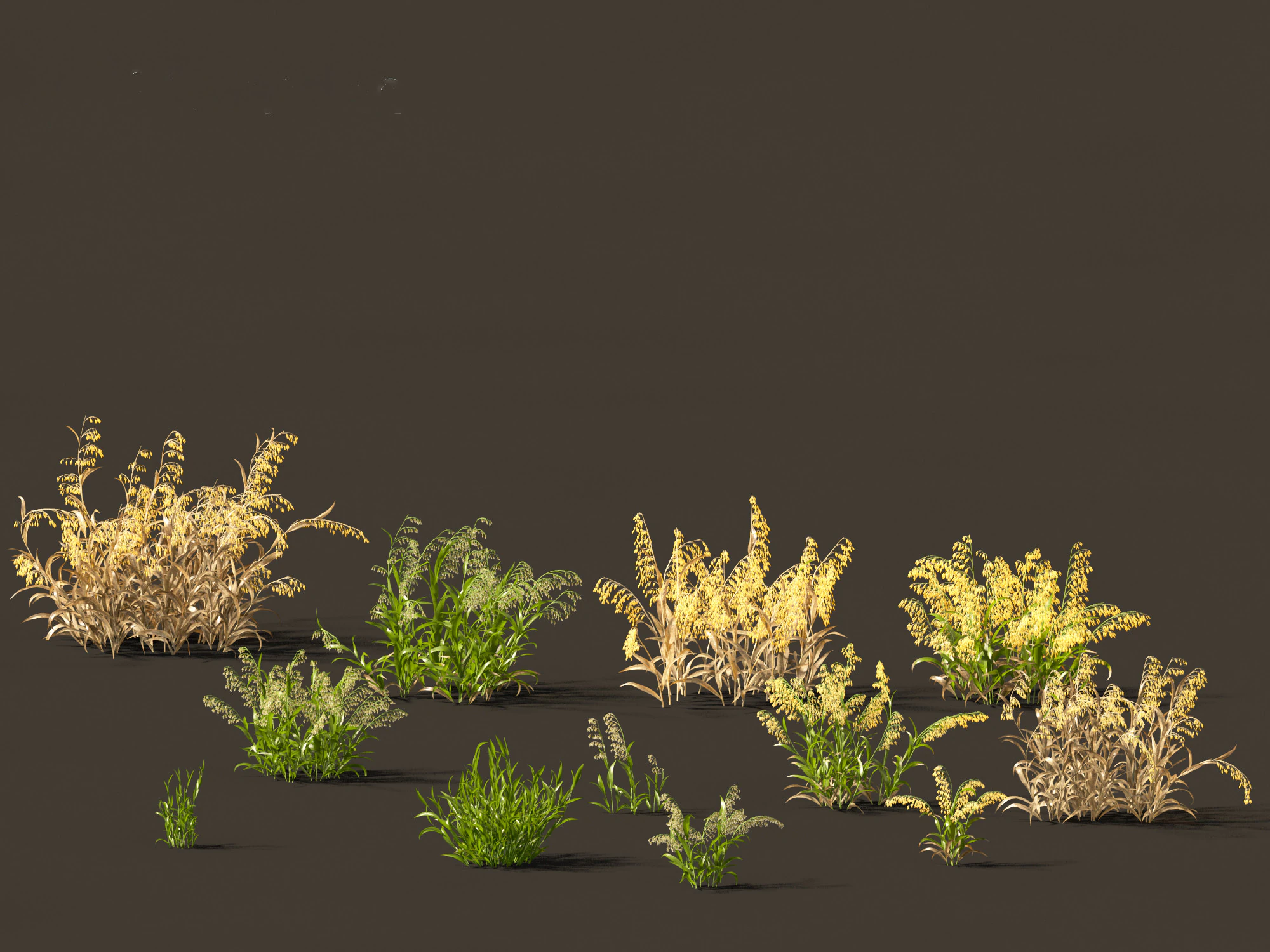 Avena sativa - Oat 3D Model .c4d .max .obj .3ds .fbx .stl .blend