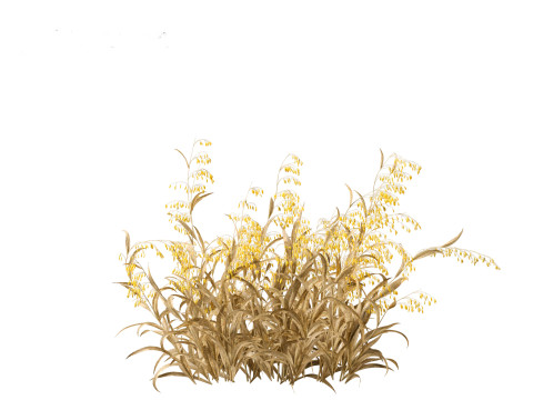 Avena sativa - Oat 3D-Modell