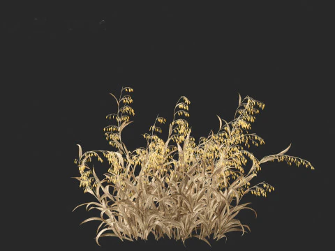 Avena sativa - Oat 3D Model