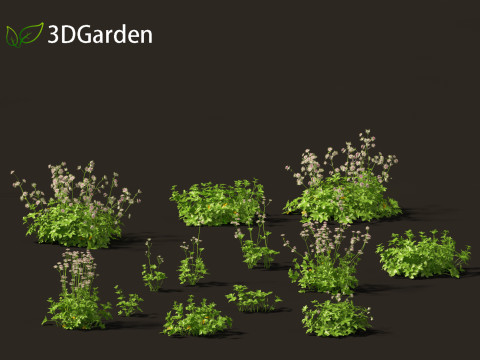 Astrantia major- greater masterwort Modelo 3D