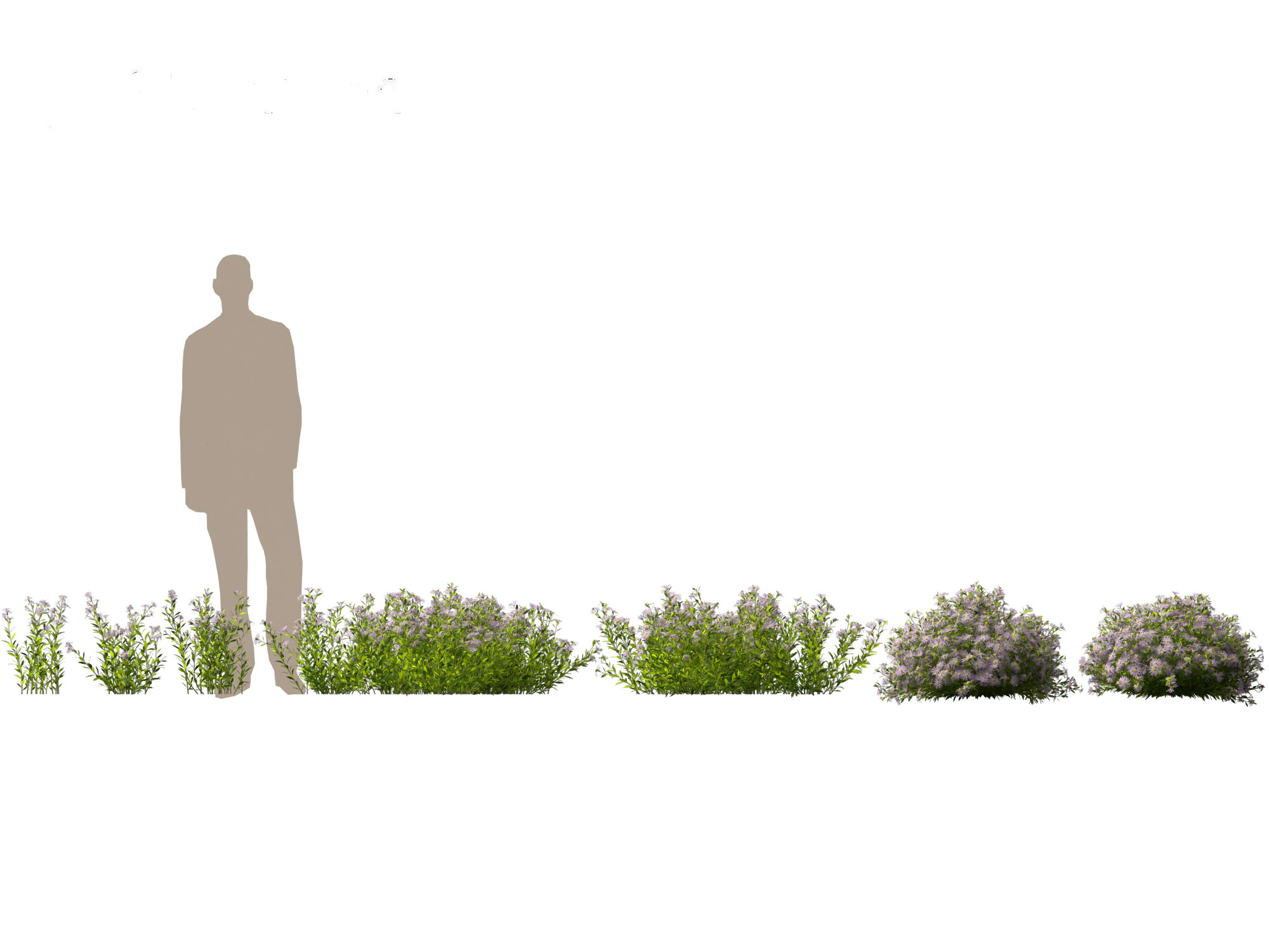 Aster - Bushy Asther 3D Model .c4d .max .obj .3ds .fbx .stl .blend 
