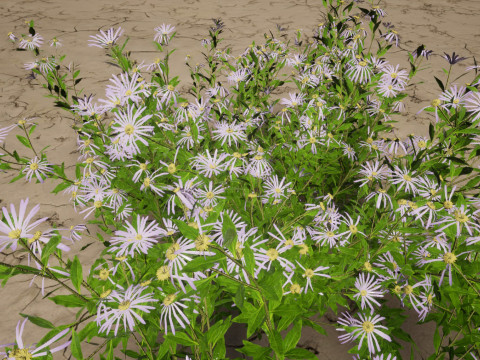 Aster - Bushy Asther Modelo 3D