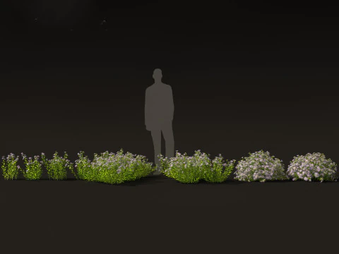 Aster - Bushy Asther 3D Model