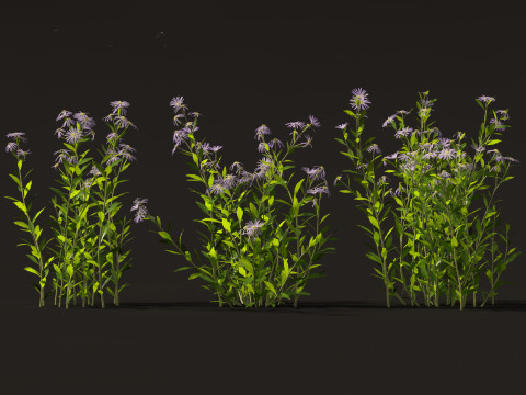 Aster - Bushy Asther Modelo 3D