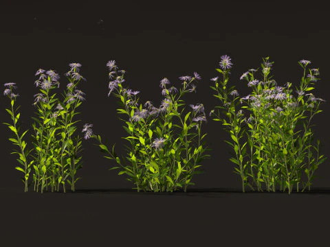 Aster - Bushy Asther 3D Model