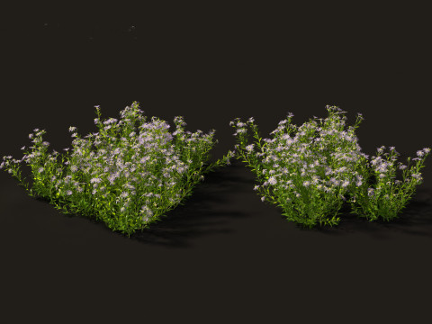 Aster - Bushy Asther Modelo 3D