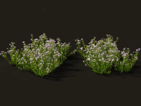 Aster - Bushy Asther 3D Model