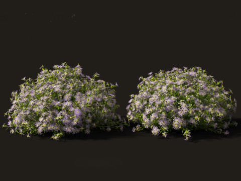 Aster - Bushy Asther Modelo 3D