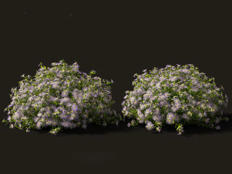 Aster - Bushy Asther 3D Model
