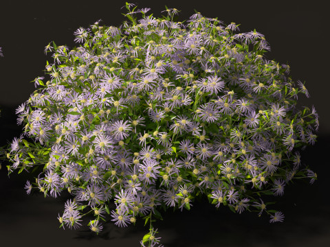 Aster - Bushy Asther Modelo 3D