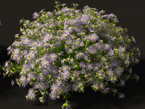 Aster - Bushy Asther 3D Model