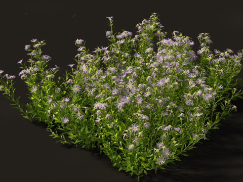 Aster - Bushy Asther Modelo 3D