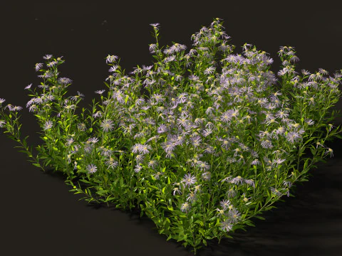 Aster - Bushy Asther 3D Model