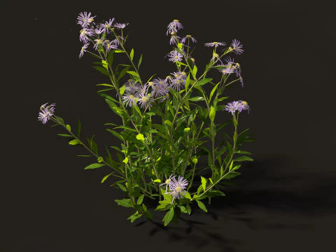 Aster - Bushy Asther 3D Model