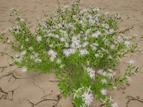 Aster - Bushy Asther Modelo 3D