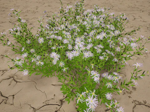 Aster - Bushy Asther 3D Model