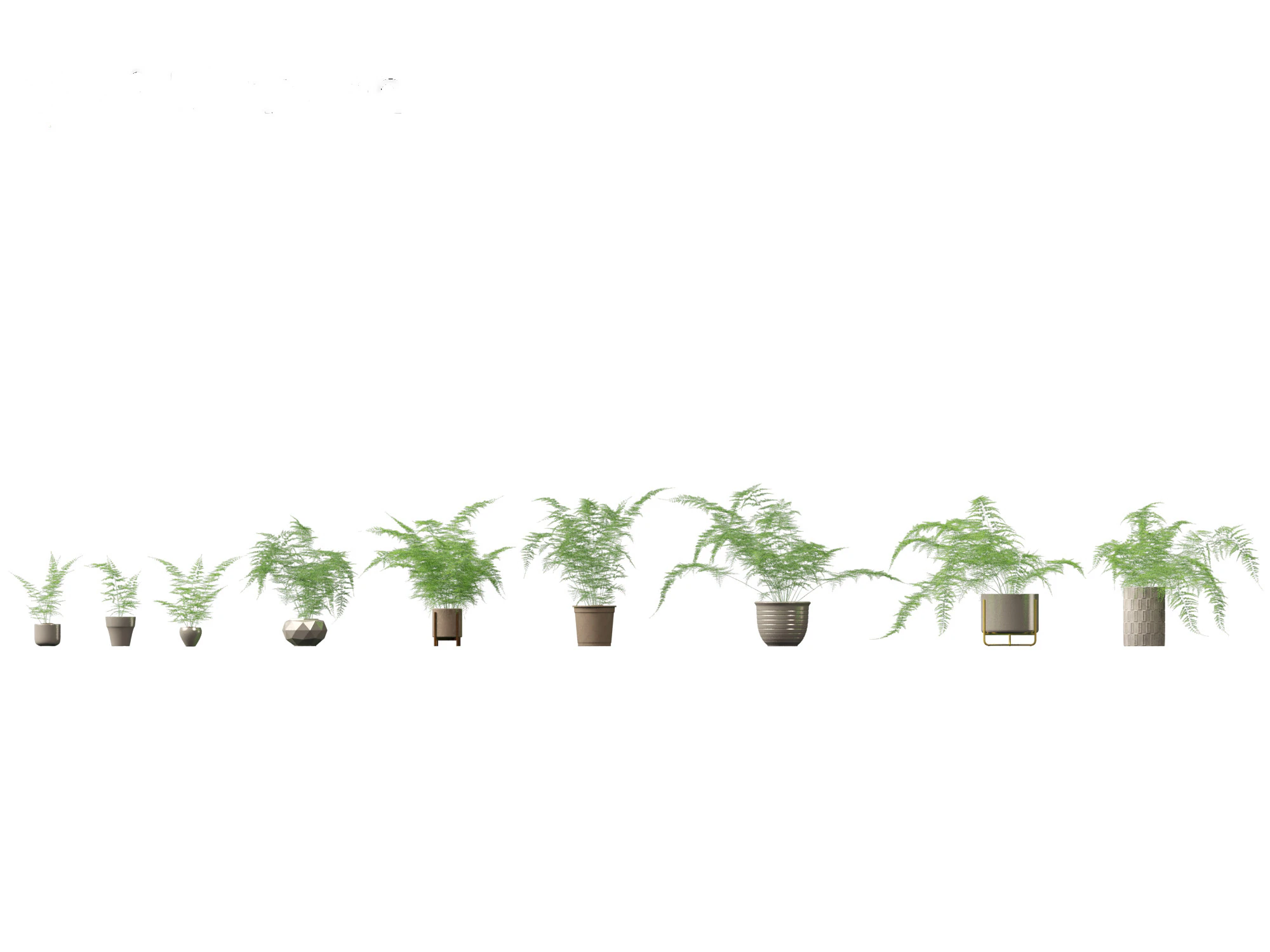 Asparagus setaceus - Asparagus fern 3D Model .c4d .max .obj .3ds .fbx .stl .blend 
