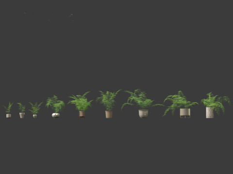 Asparagus setaceus - Asparagus fern 3D Model
