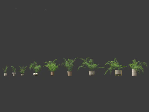 Asparagus setaceus - Asparagus fern 3D Model