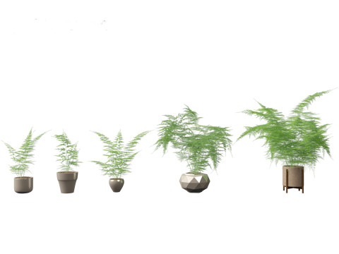 Asparagus setaceus - Asparagus fern 3D Model