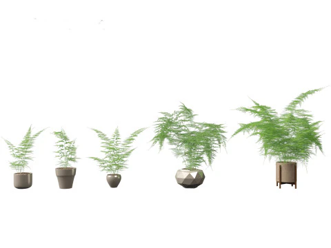 Asparagus setaceus - Asparagus fern 3D Model