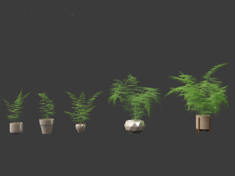 Asparagus setaceus - Asparagus fern 3D Model