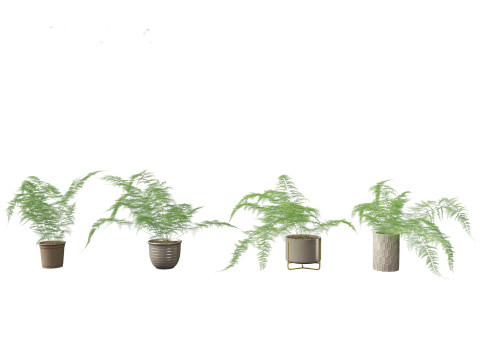 Asparagus setaceus - Asparagus fern 3D Model