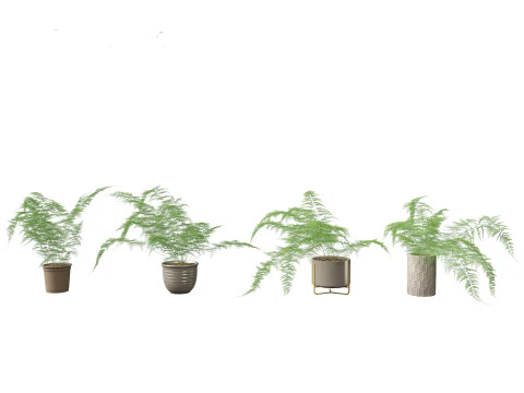 Asparagus setaceus - Asparagus fern 3D Model