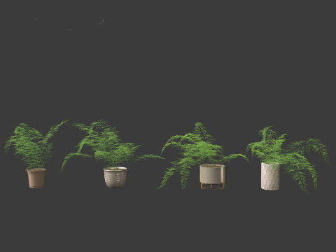 Asparagus setaceus - Asparagus fern 3D Model