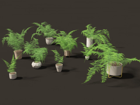Asparagus setaceus - Asparagus fern 3D Model