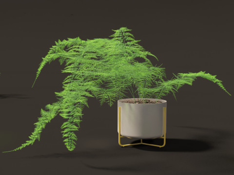 Asparagus setaceus - Asparagus fern 3D Model