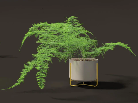 Asparagus setaceus - Asparagus fern 3D Model