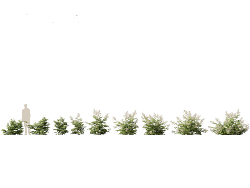 Aruncus dioicus - Goatsbeard 3D 模型 .c4d .max .obj .3ds .fbx .stl .blend 