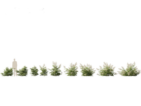 Aruncus dioicus - Goatsbeard Model 3D