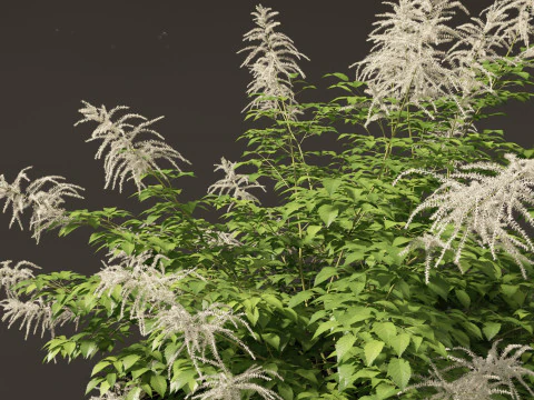 Aruncus dioicus - Goatsbeard 3D Model