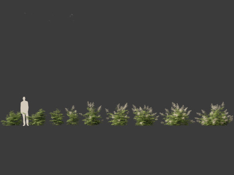 Aruncus dioicus - Goatsbeard 3D 模型