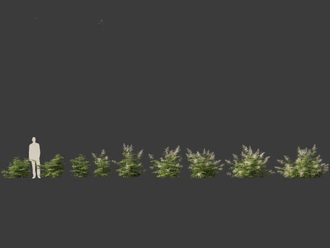 Aruncus dioicus - Goatsbeard 3D Model