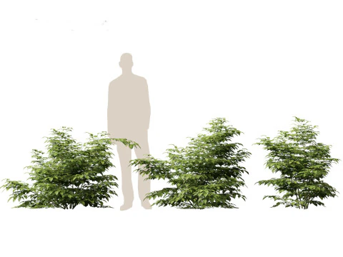Aruncus dioicus - Goatsbeard 3D Model