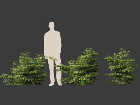 Aruncus dioicus - Goatsbeard 3D 模型
