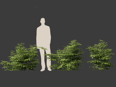 Aruncus dioicus - Goatsbeard 3D Model