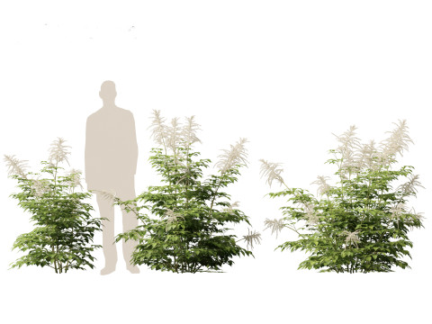 Aruncus dioicus - Goatsbeard 3D 模型