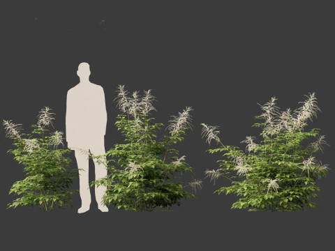 Aruncus dioicus - Goatsbeard 3D Model