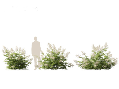 Aruncus dioicus - Goatsbeard 3D 模型
