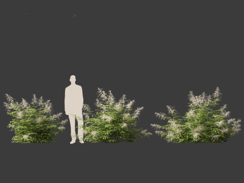 Aruncus dioicus - Goatsbeard 3D 模型