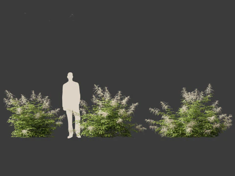 Aruncus dioicus - Goatsbeard 3D Model